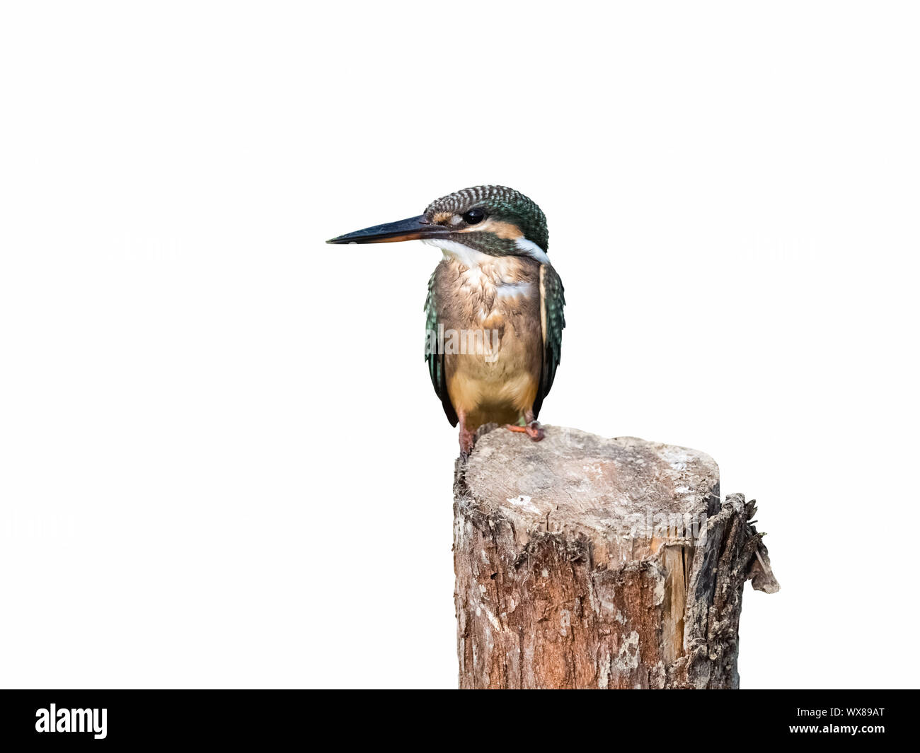 kingfisher standing isolated on white Stock Photo