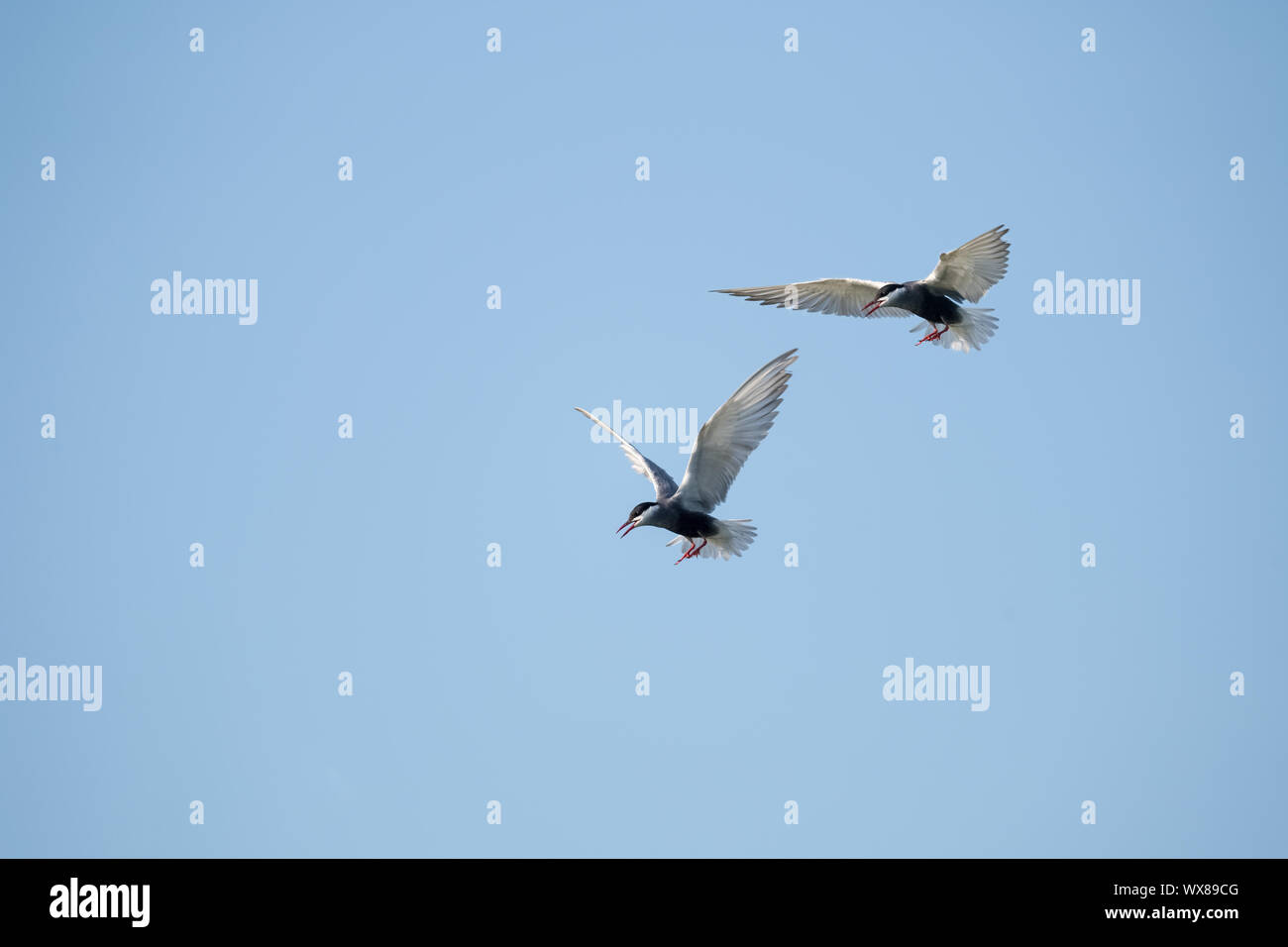 whiskered tern in the sky Stock Photo