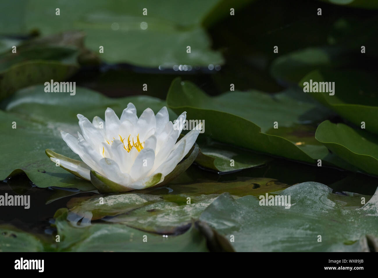 embellishment on dress