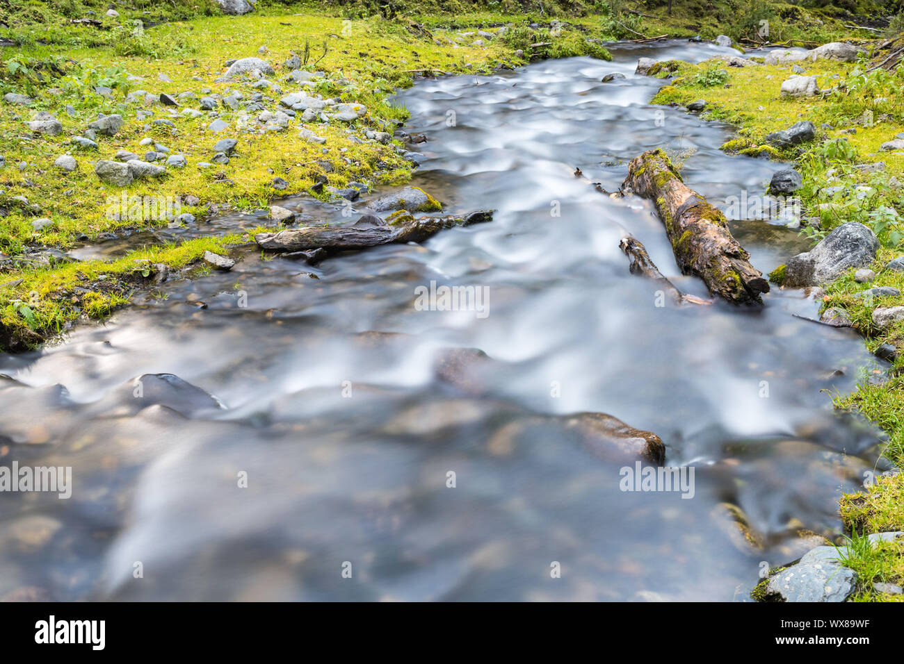 beautiful streams in the forest Stock Photo