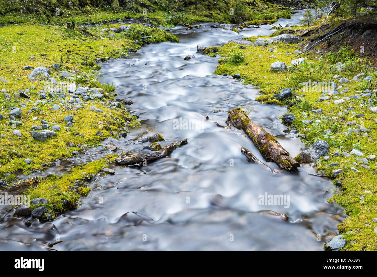 streams in the forest Stock Photo