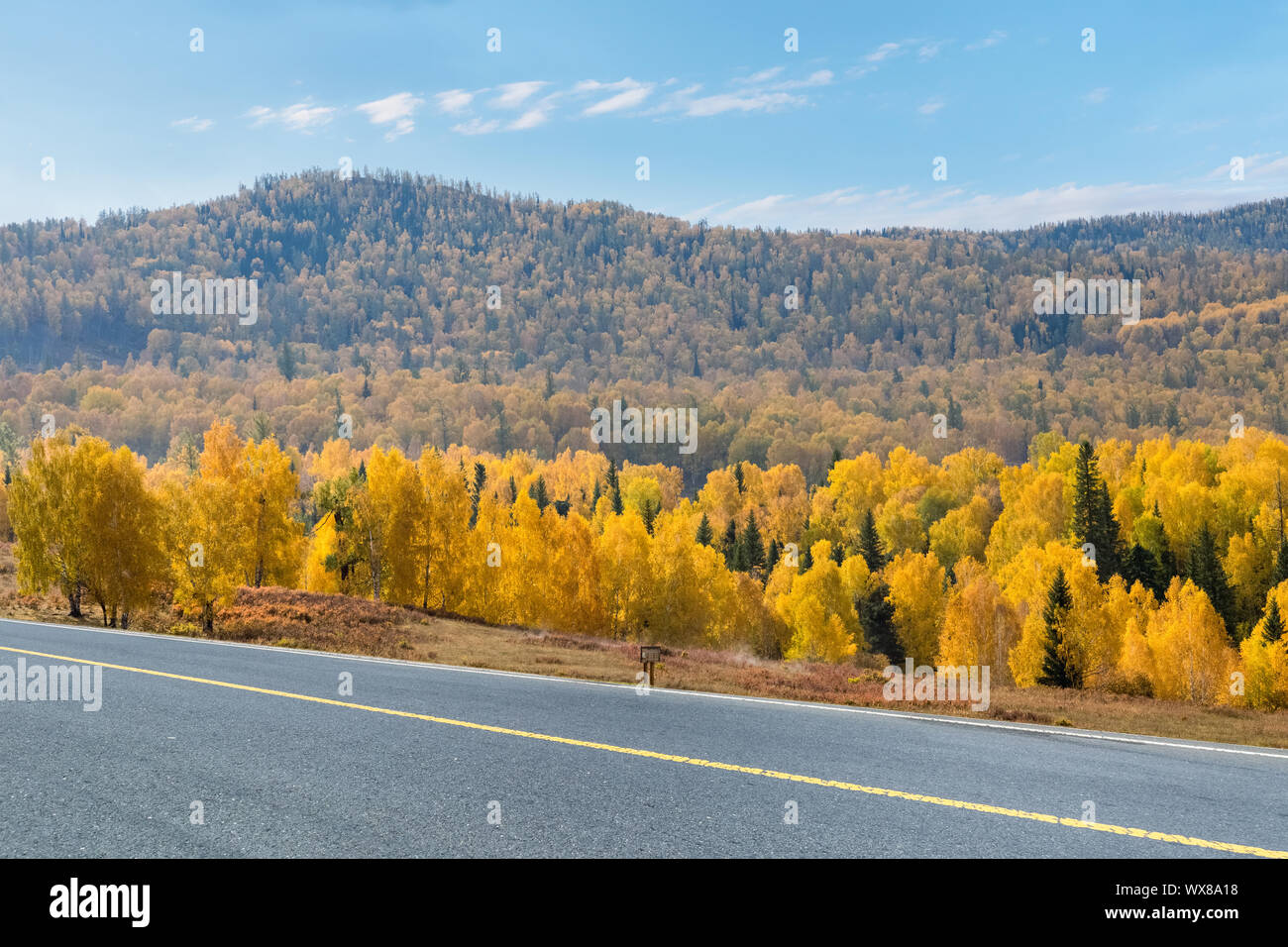 autumn roads and boreal forest Stock Photo