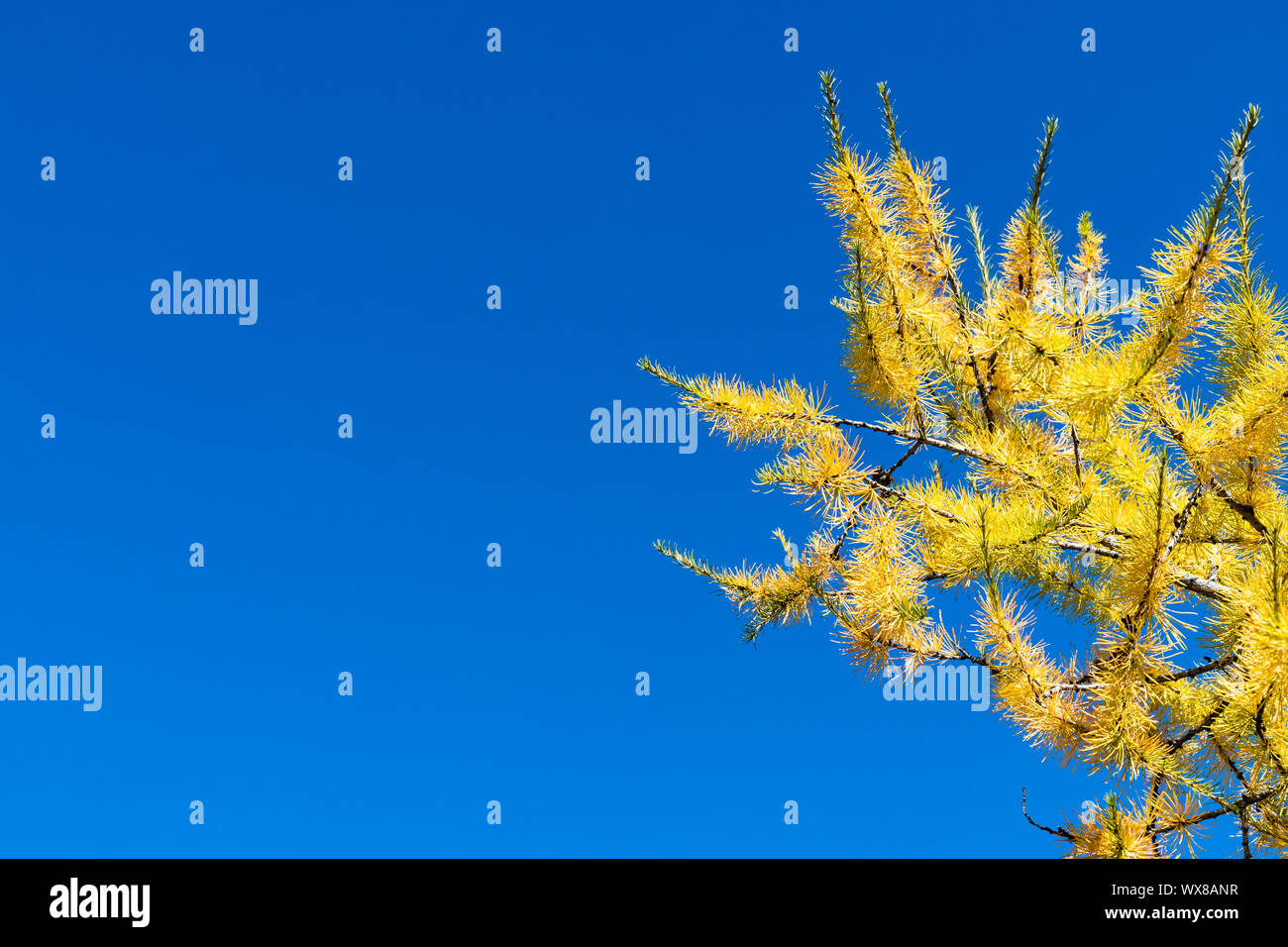 autumn leaves and blue sky Stock Photo