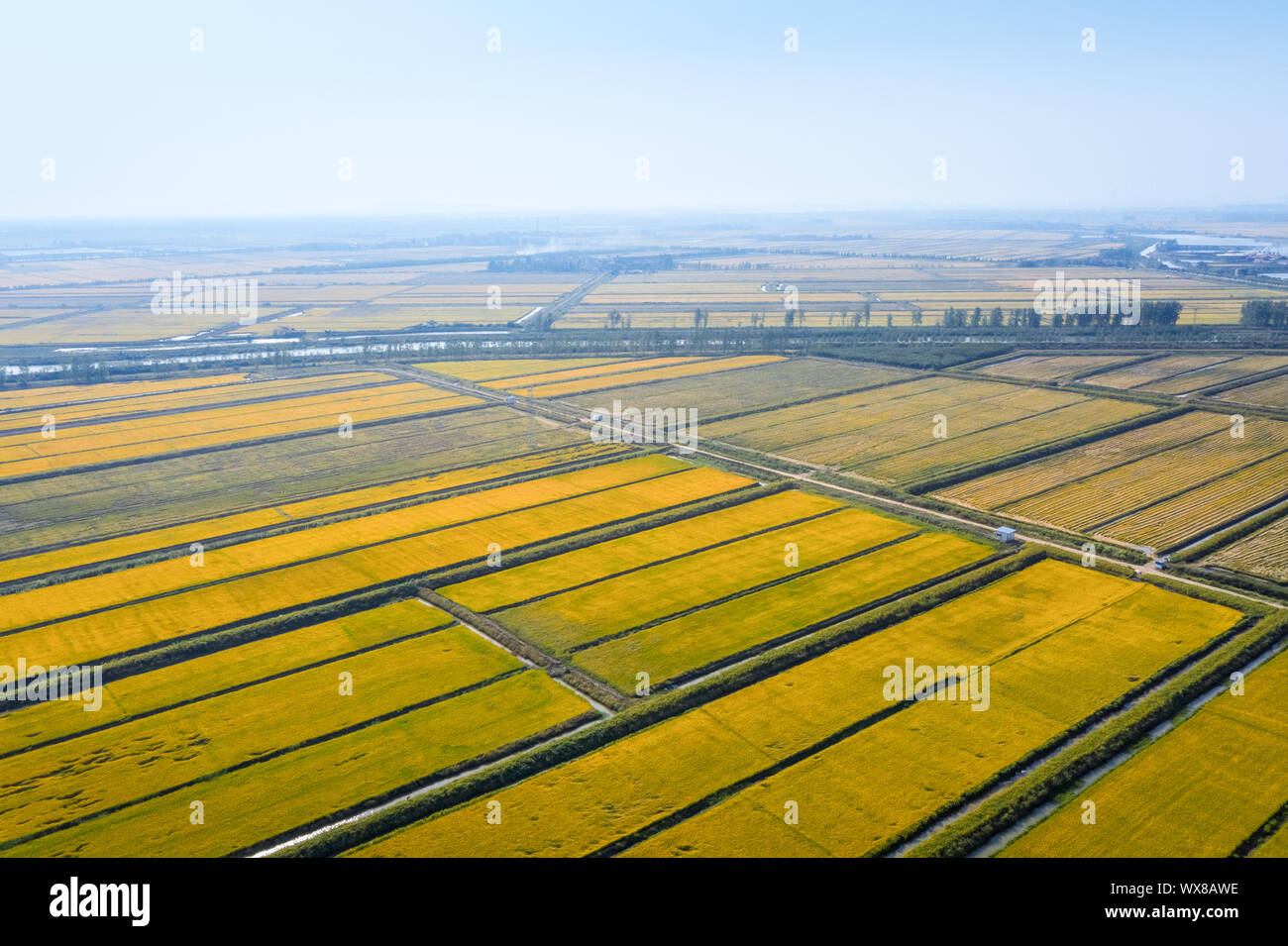 paddy field in autumn Stock Photo