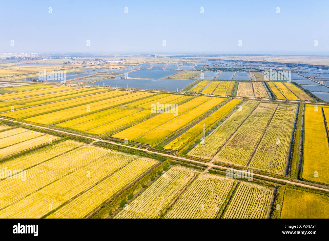 golden paddy field in autumn Stock Photo