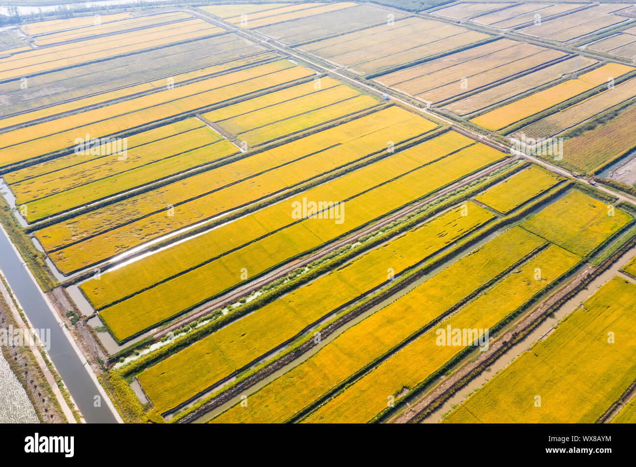 paddy field in autumn Stock Photo Alamy