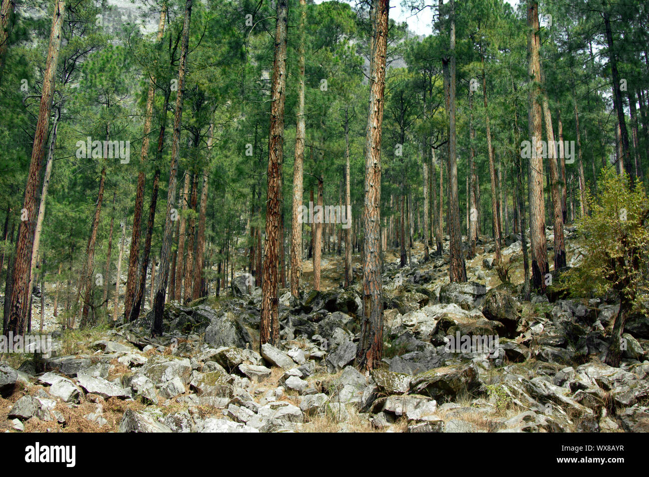 Himalayan pine forests Stock Photo