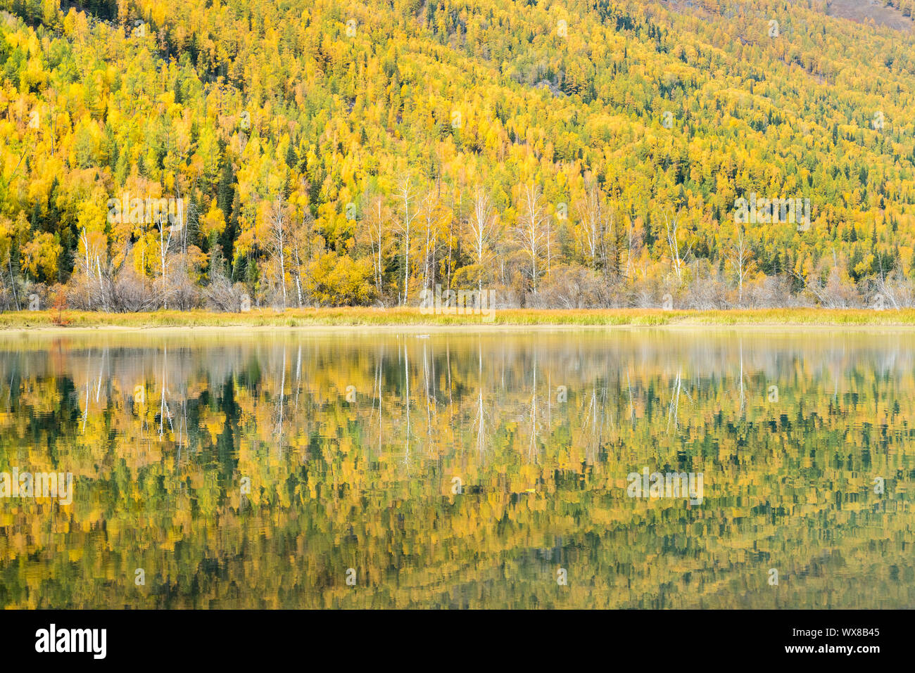 colorful autumn forest and reflection Stock Photo