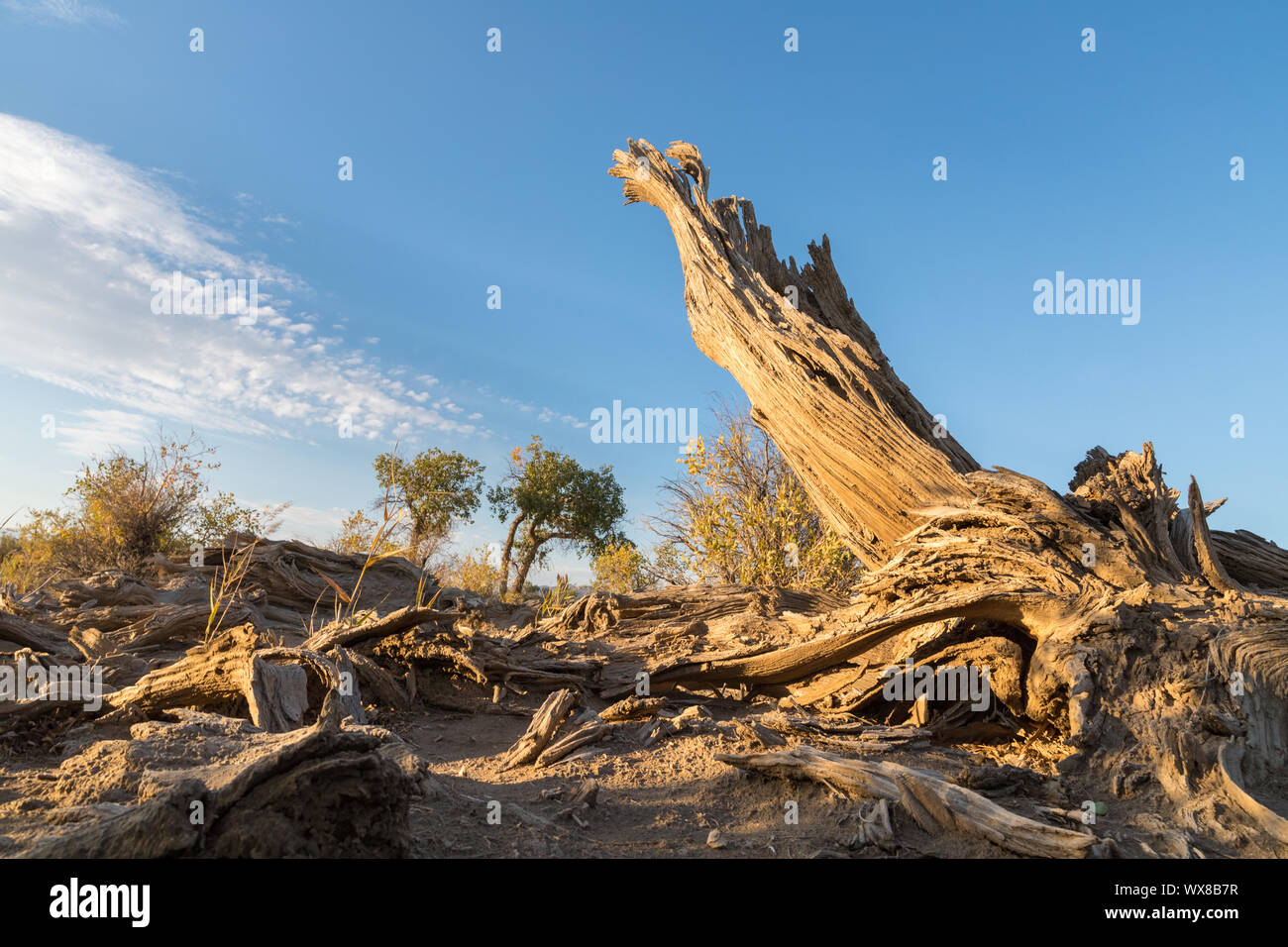 populus euphratica on gobi desert Stock Photo