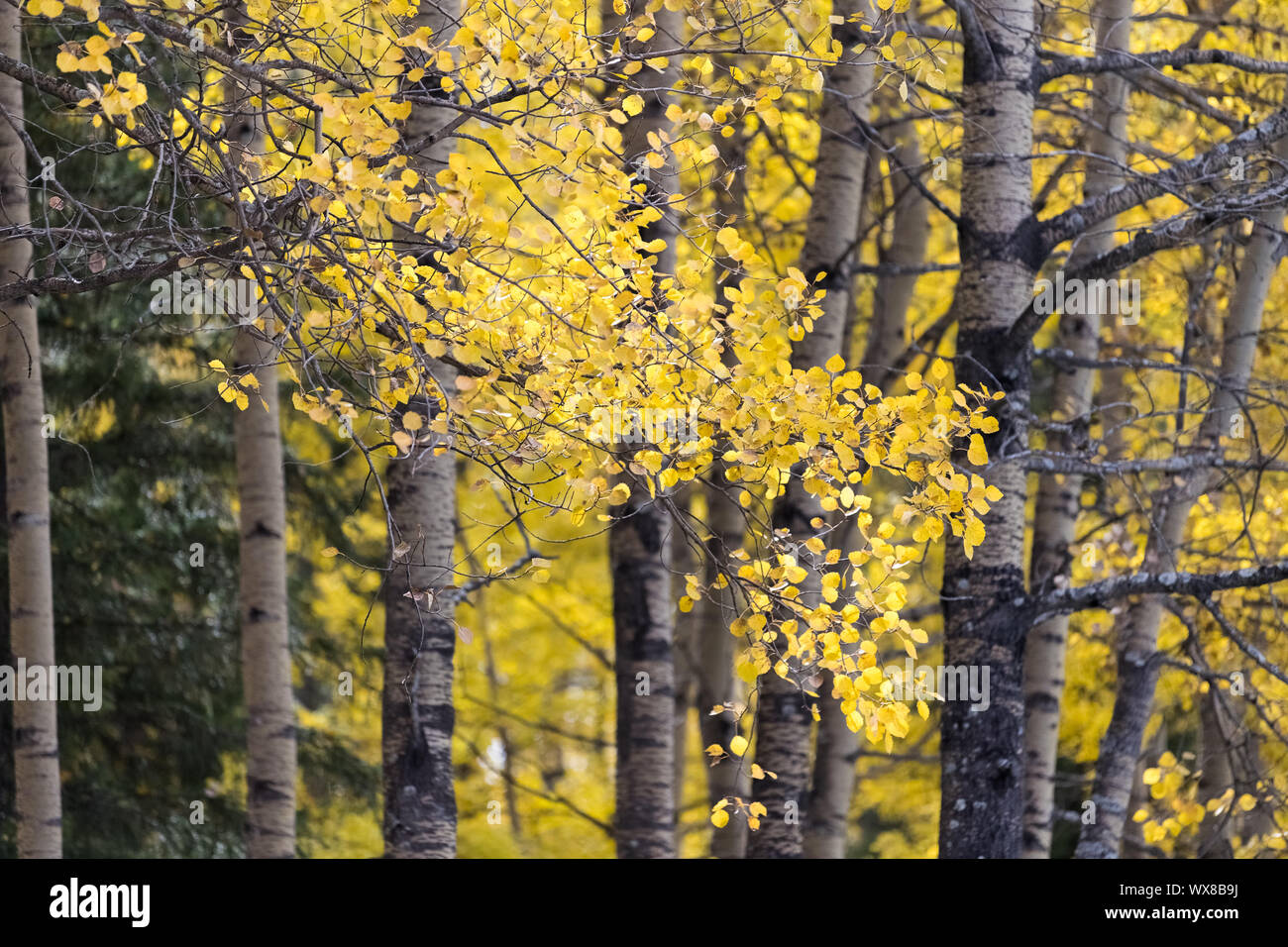 beautiful autumn landscape of white birch Stock Photo