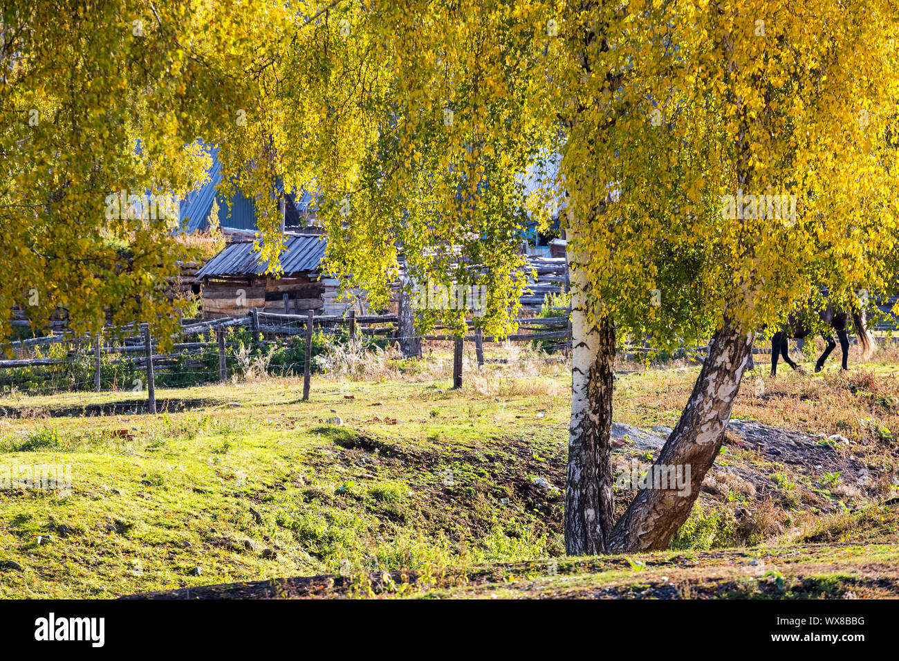 xinjiang baihaba villages in autumn Stock Photo