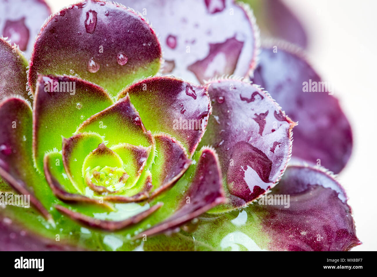 succulent plant closeup Stock Photo