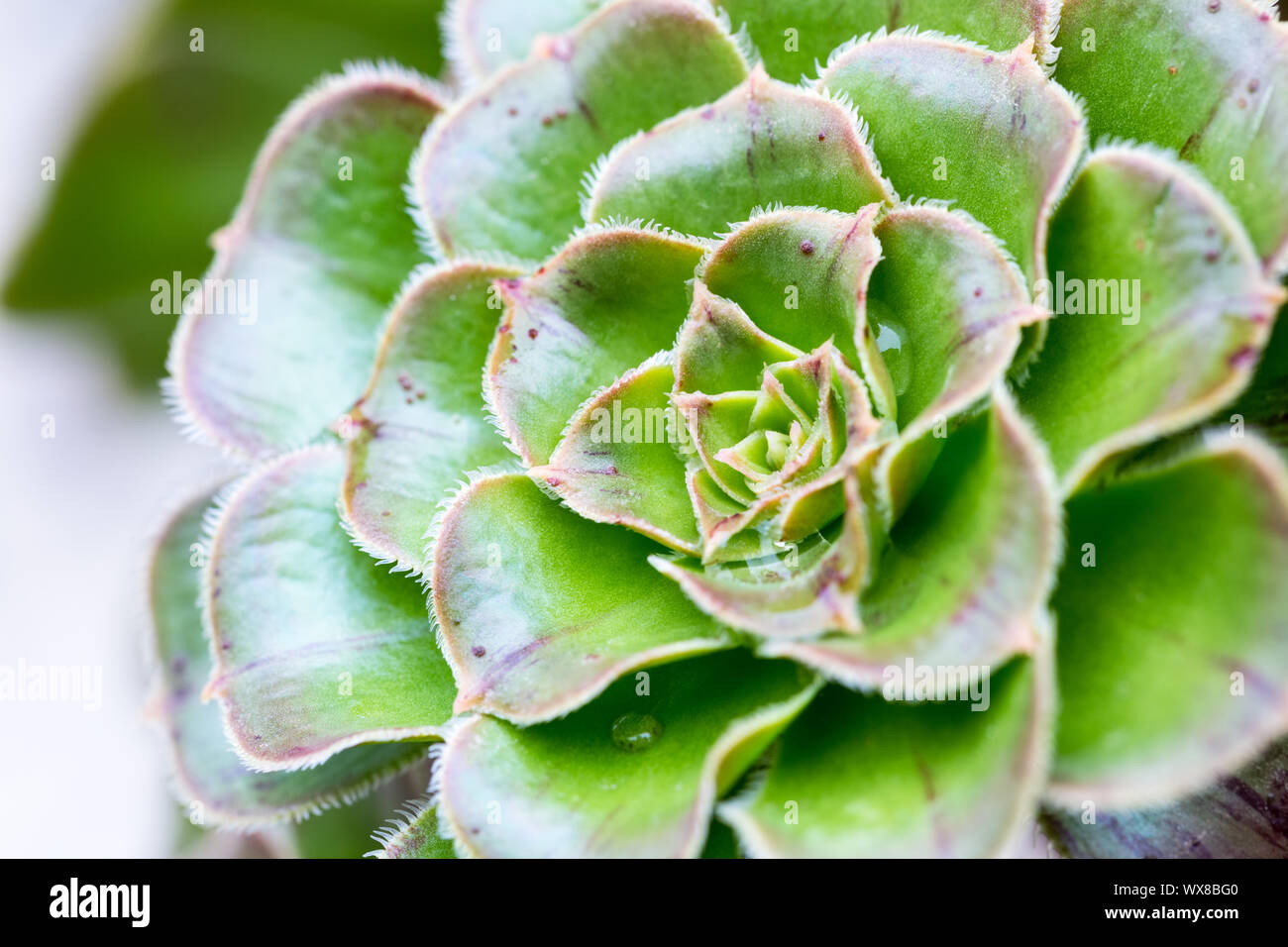 succulent plant closeup Stock Photo