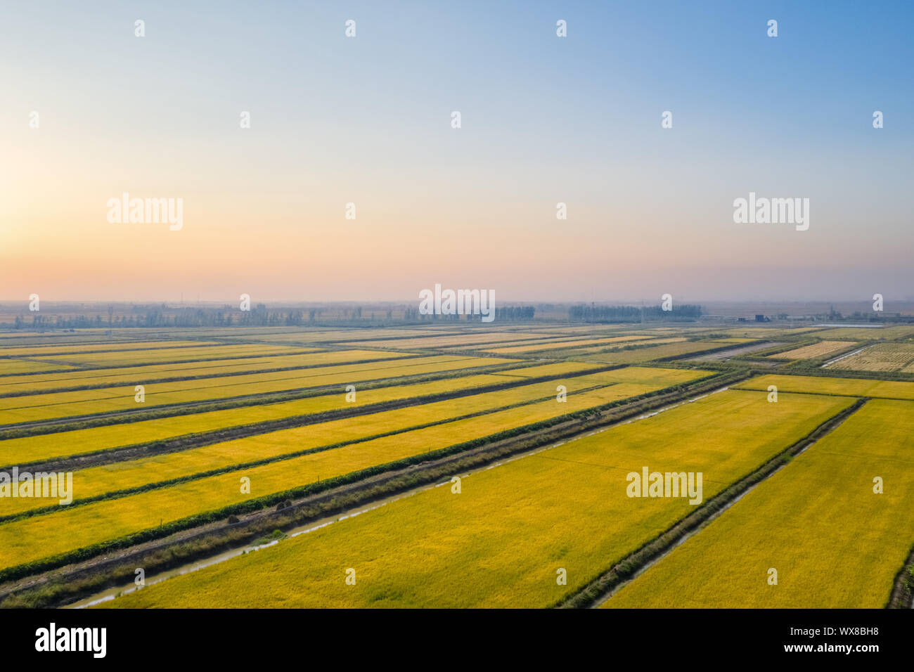 autumn rice fields in sunset Stock Photo