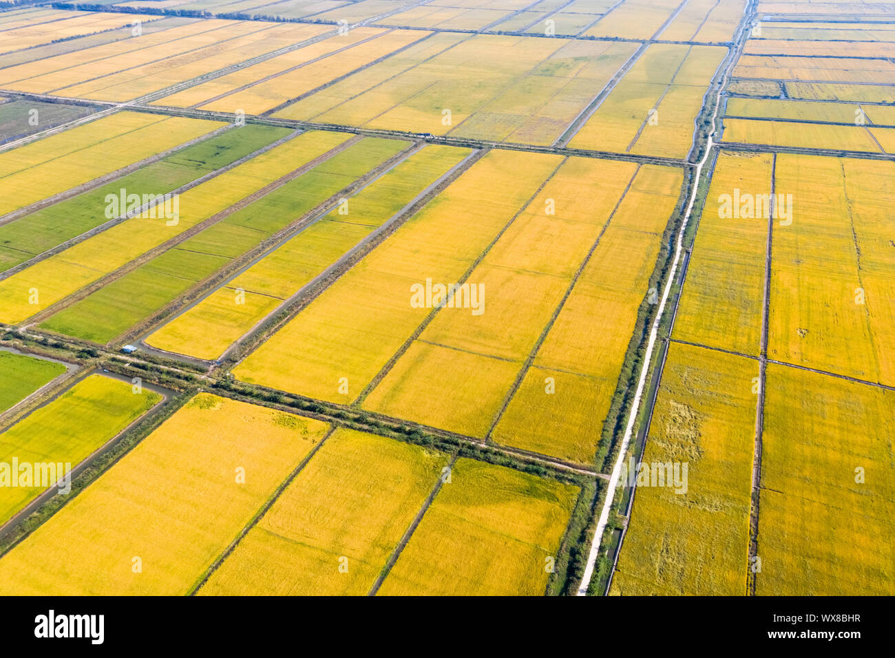 aerial view of autumn rice field Stock Photo