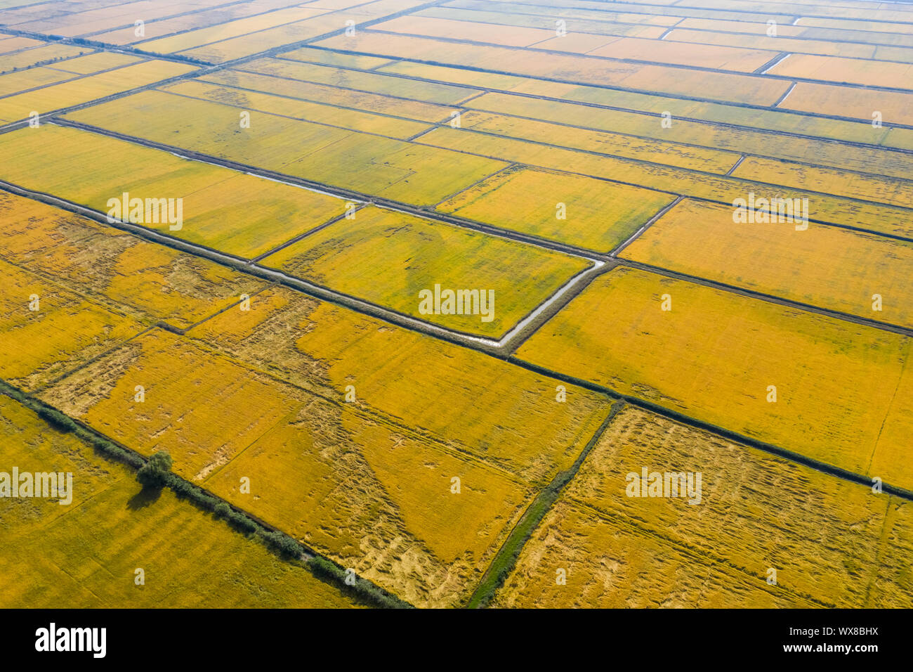 autumn rice fields Stock Photo