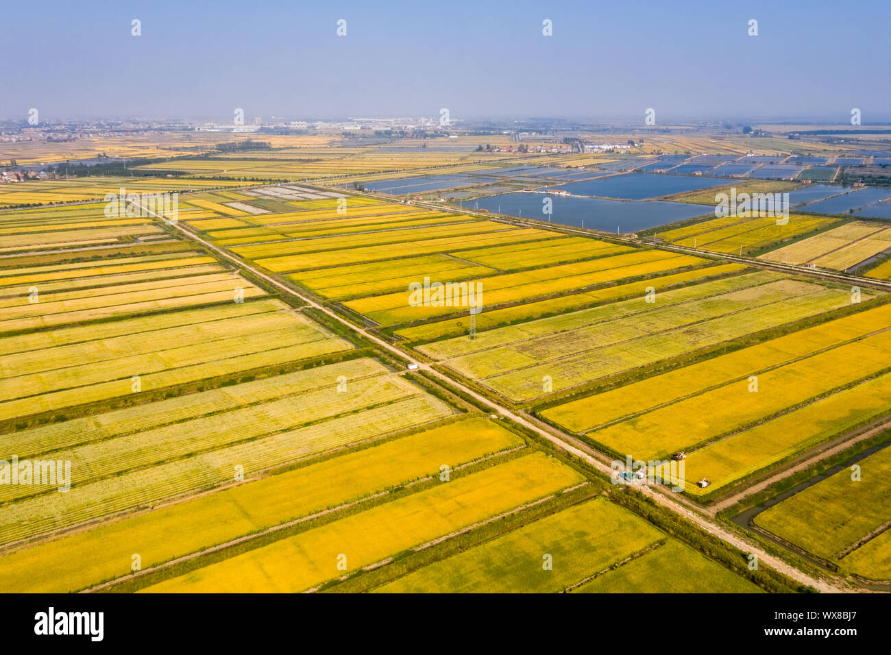 golden rice field in autumn Stock Photo