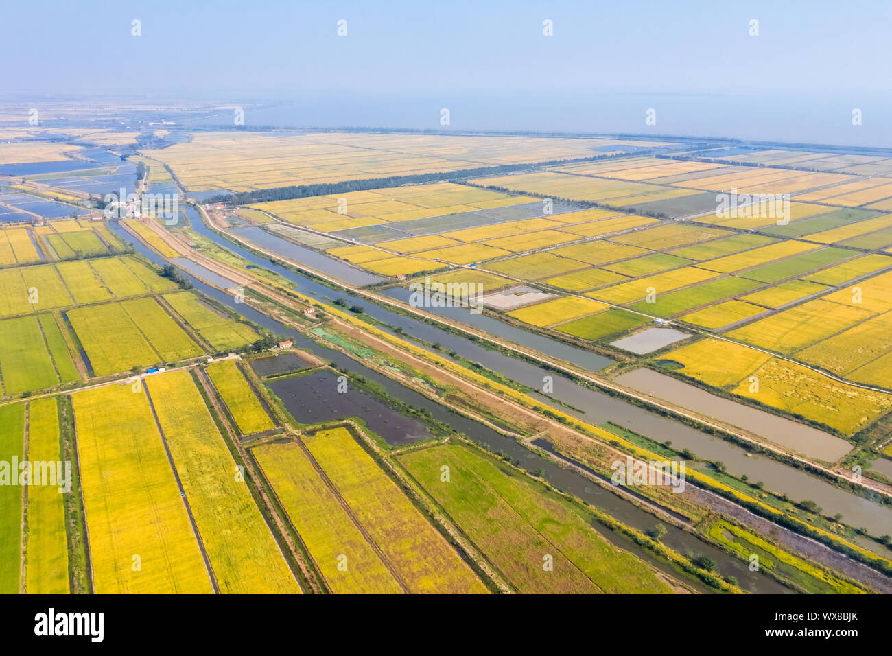 paddy field and lake in autumn Stock Photo