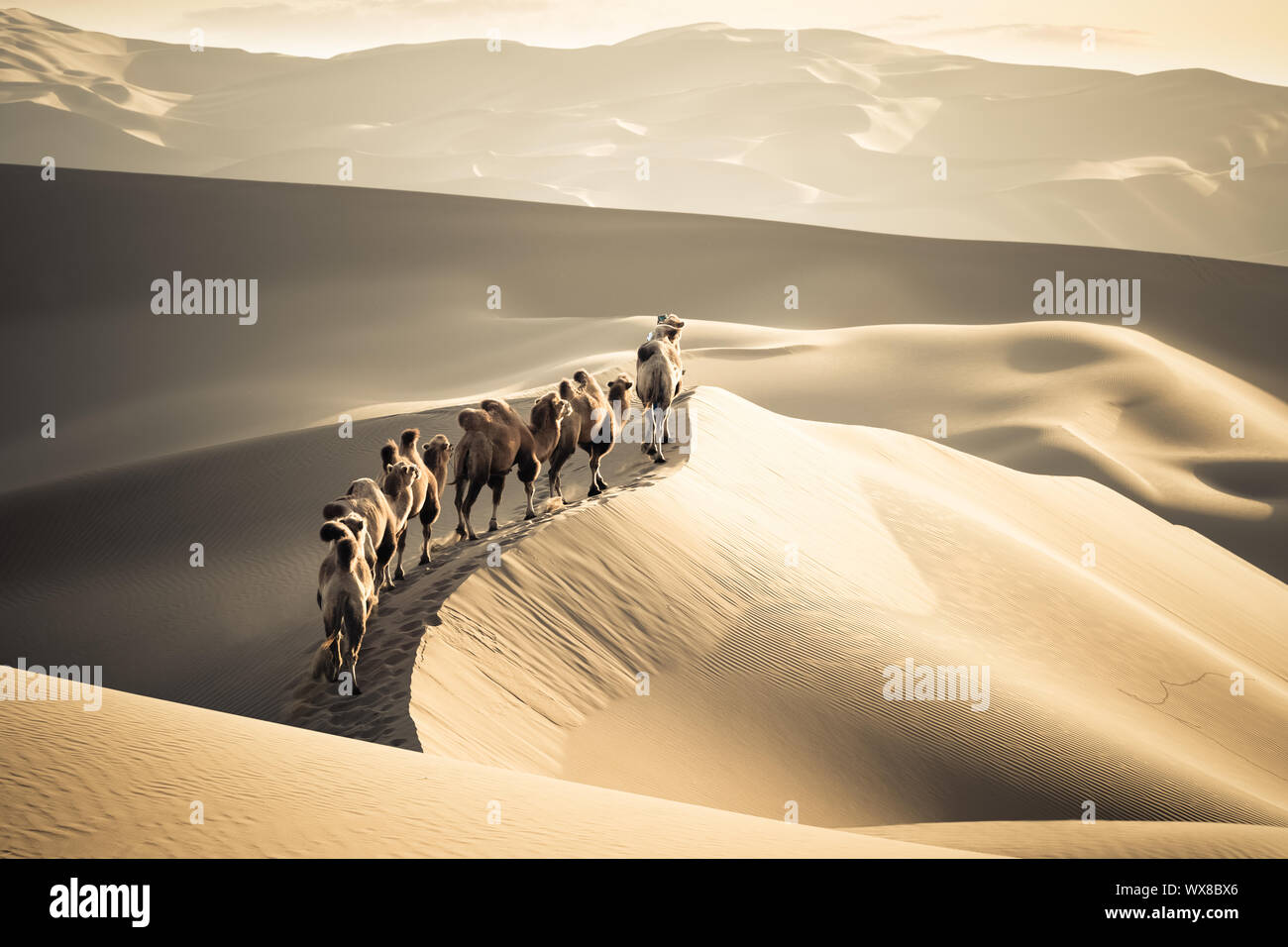 desert camels team Stock Photo