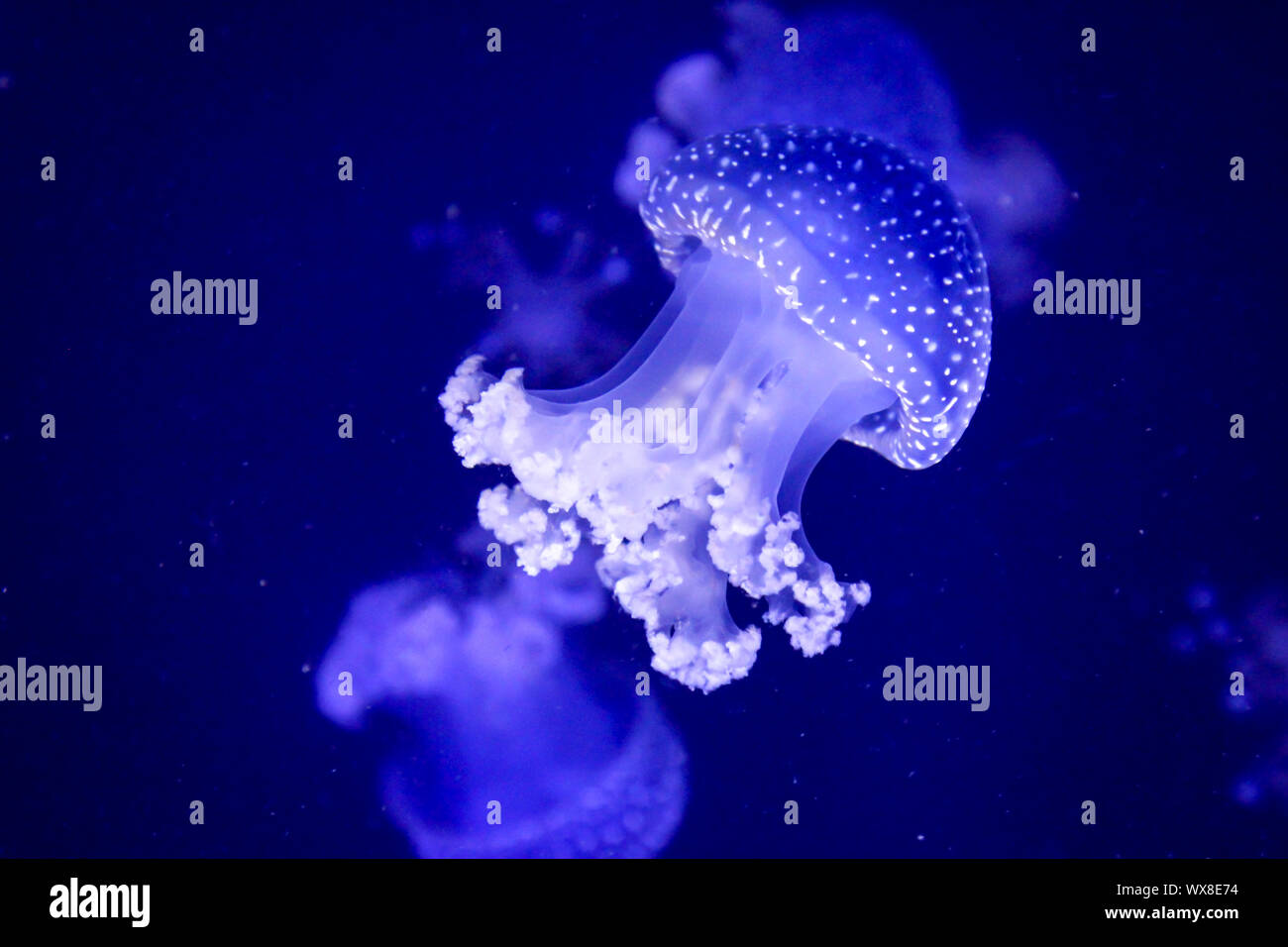 Detail of jellyfish, medusa Stock Photo Alamy