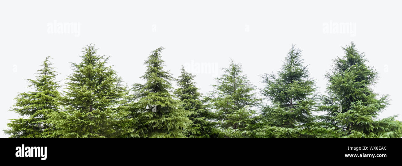 cedar trees isolated Stock Photo