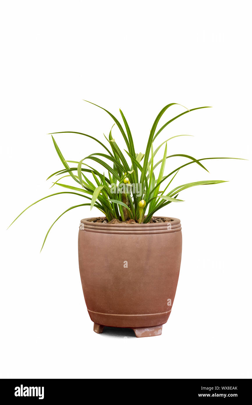 potted orchid isolated Stock Photo