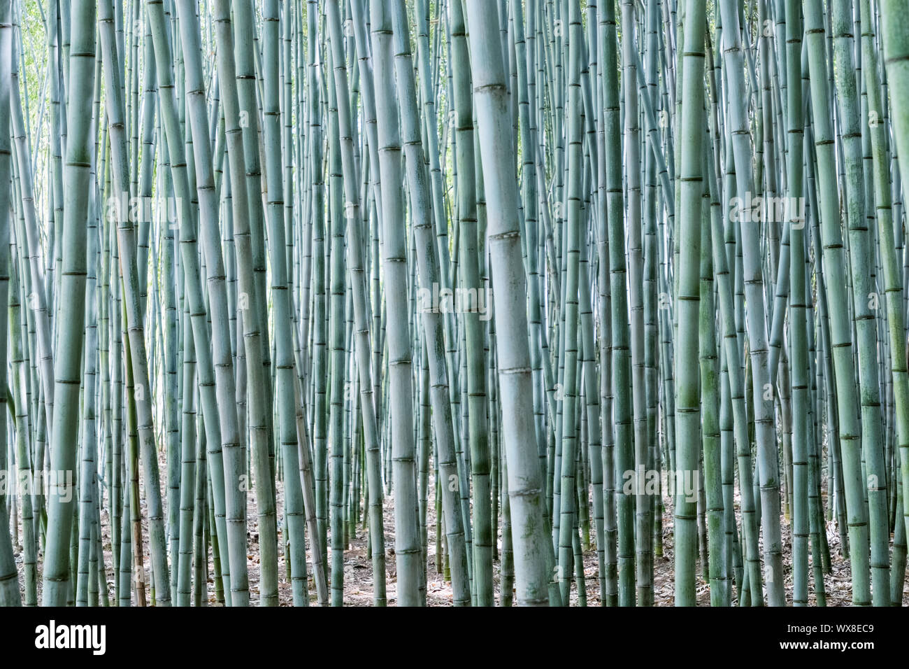 dense bamboo grove Stock Photo