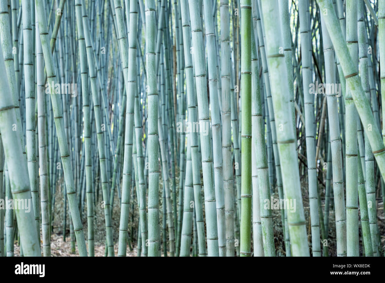 dense bamboo forest Stock Photo