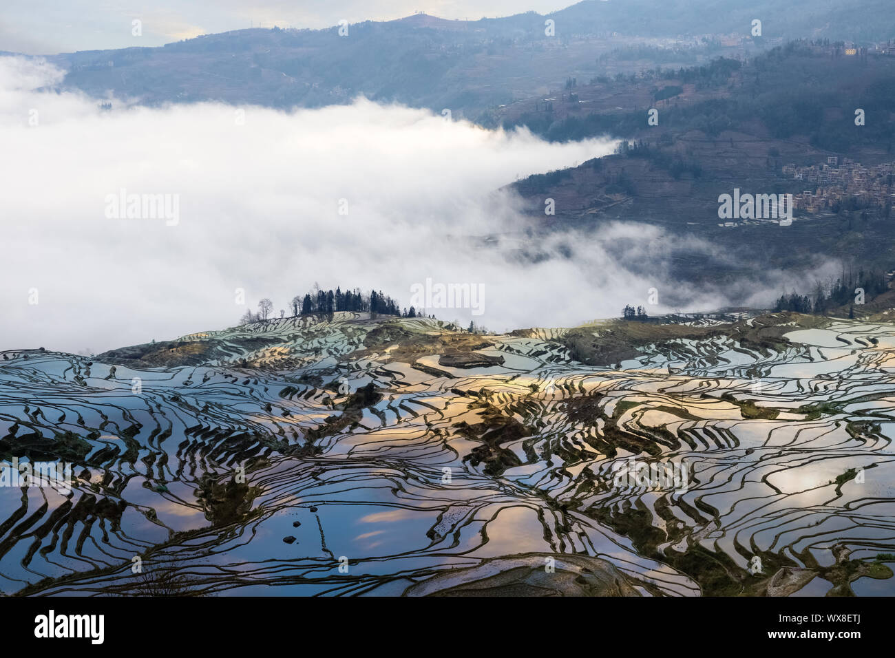 beautiful terraced field landscape in sunset Stock Photo