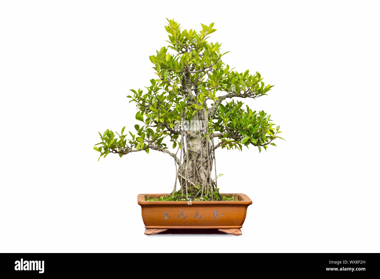 banyan bonsai isolated Stock Photo