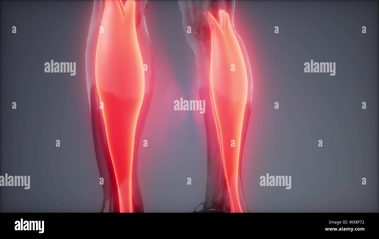 gastrocnemius Visible muscle anatomy map Stock Photo Alamy