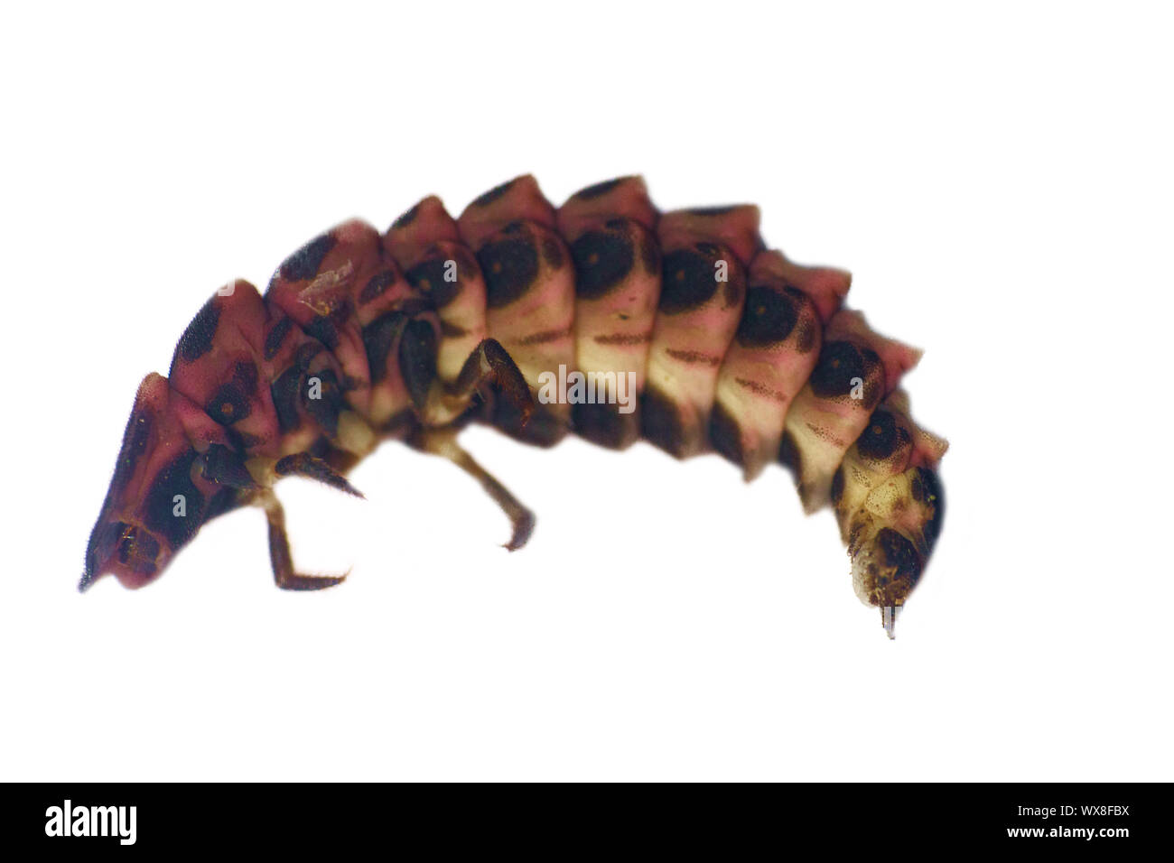 larvae of some insect from the forest litter Stock Photo