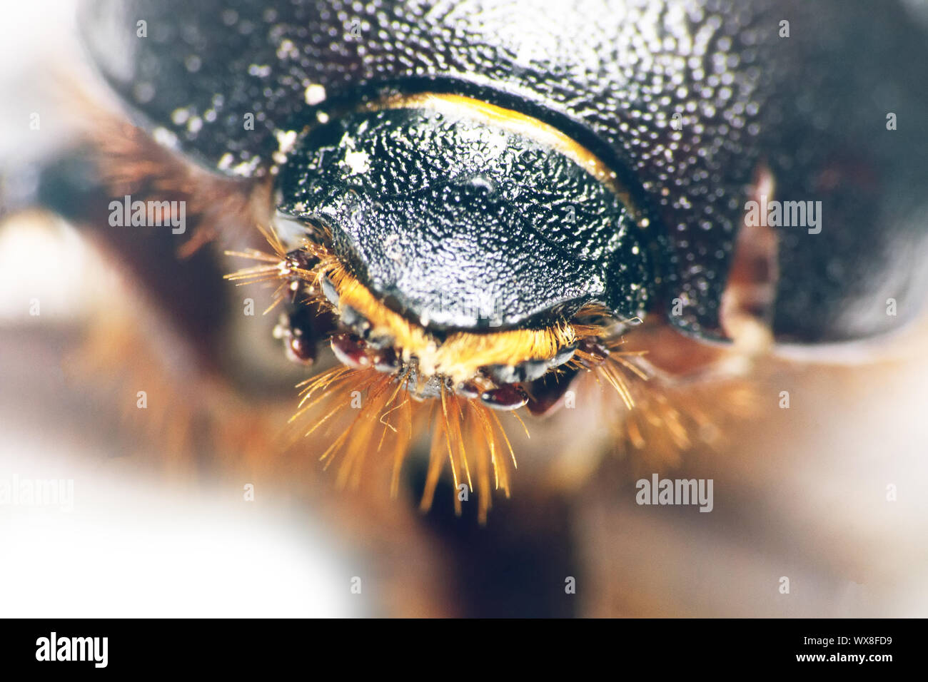 Beetle coprophagus portrait ultra macro Stock Photo