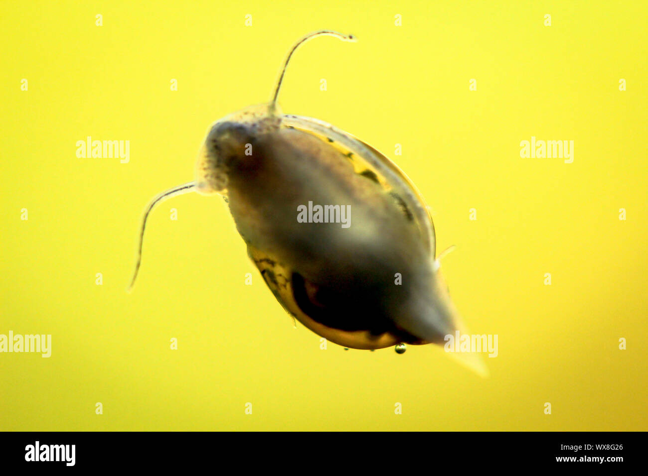 bubble snail in an aquarium Stock Photo Alamy
