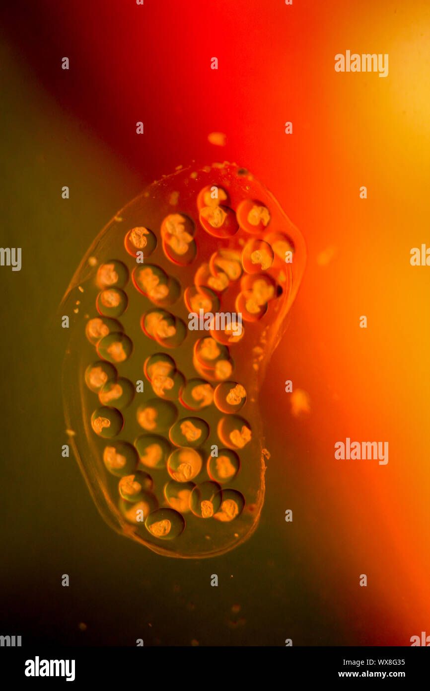 bubble snails, eggs of snails Stock Photo Alamy