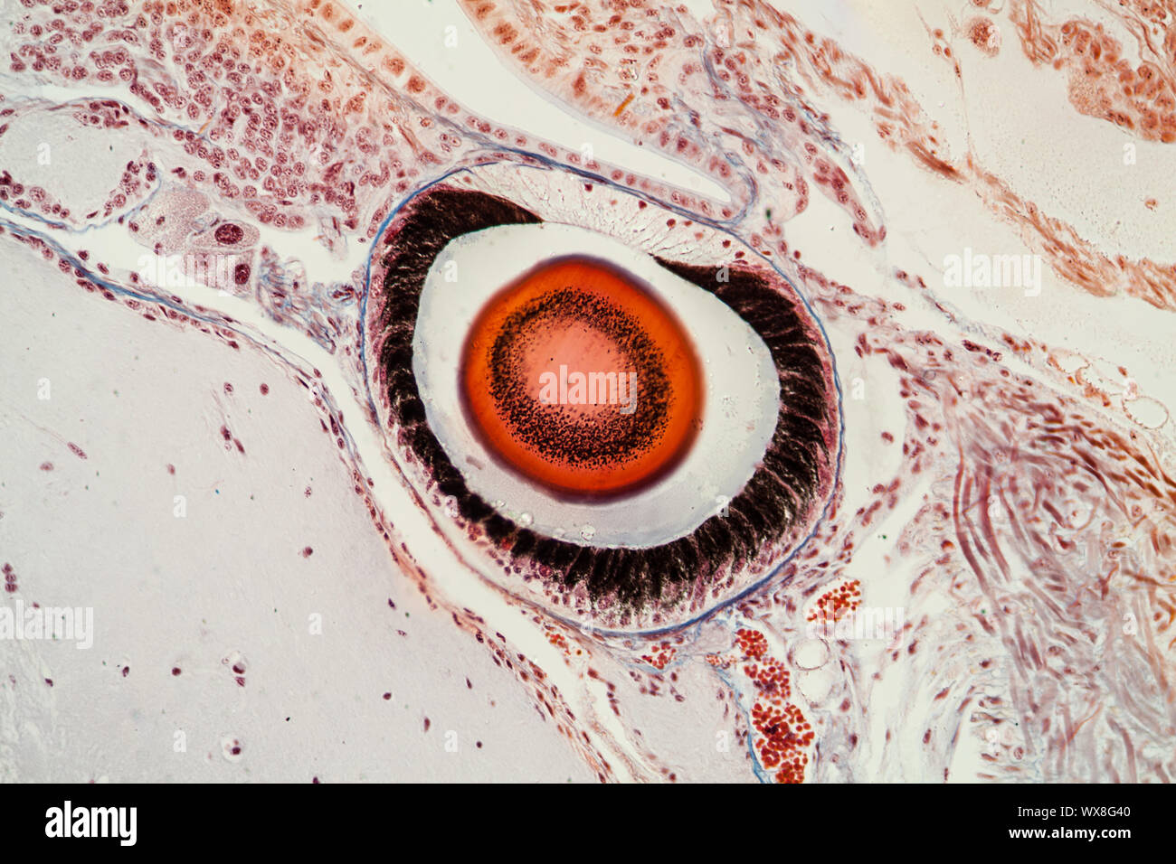 Probe eye of the snail tissue under the microscope 200x Stock Photo - Alamy