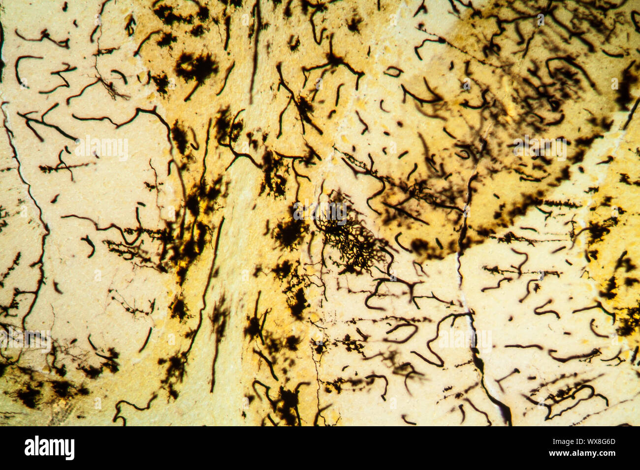 Cat cerebellar tissue under the microscope 100x Stock Photo