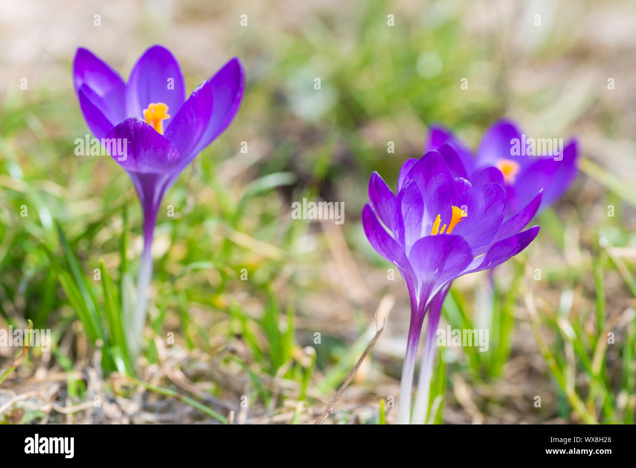 Spring violet flowers crocuses Stock Photo