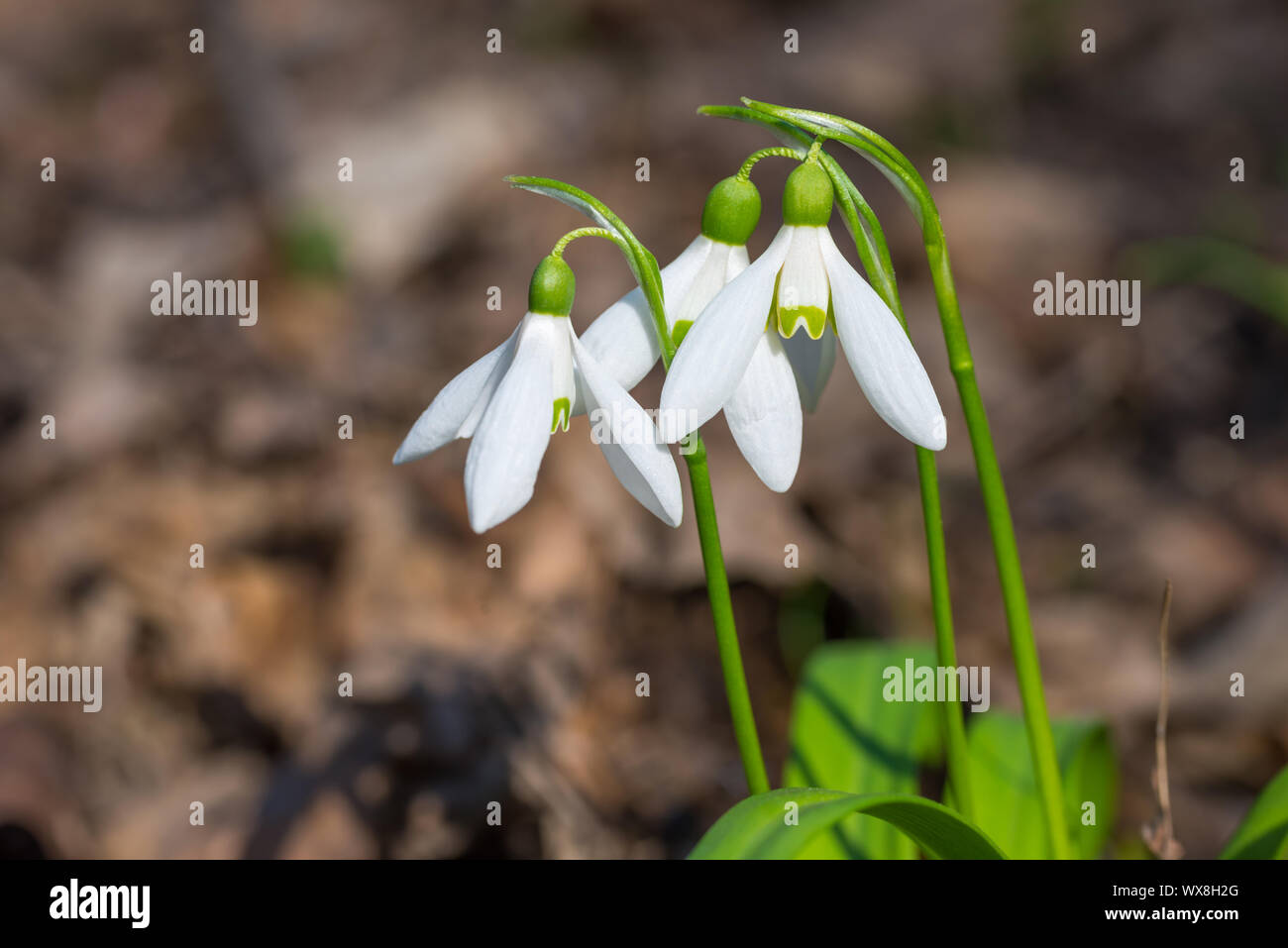 White spring flowers snowdrops Stock Photo