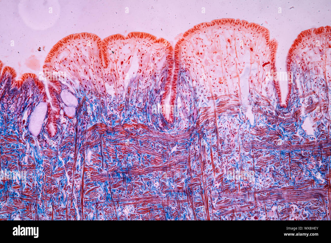 Snail tissue under the microscope 100x Stock Photo Alamy