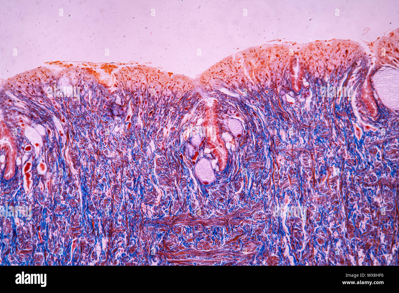 Snail tissue under the microscope 100x Stock Photo Alamy