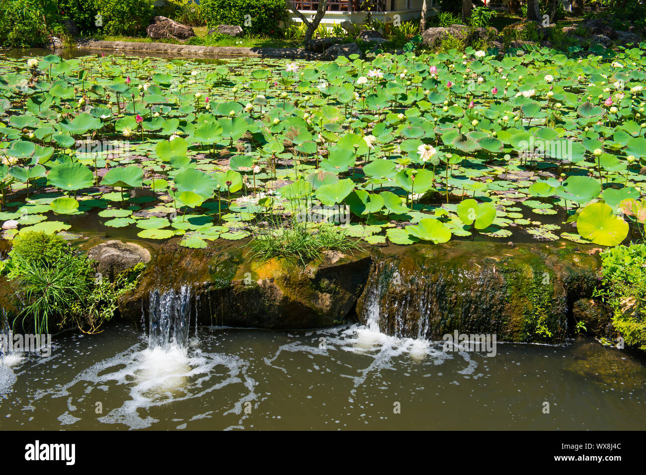 Pond with lotus flowers Stock Photo