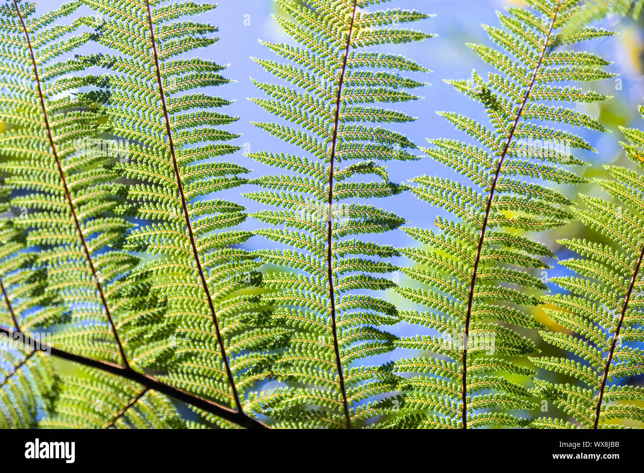 An image of a typical fern leaf in New Zealand Stock Photo