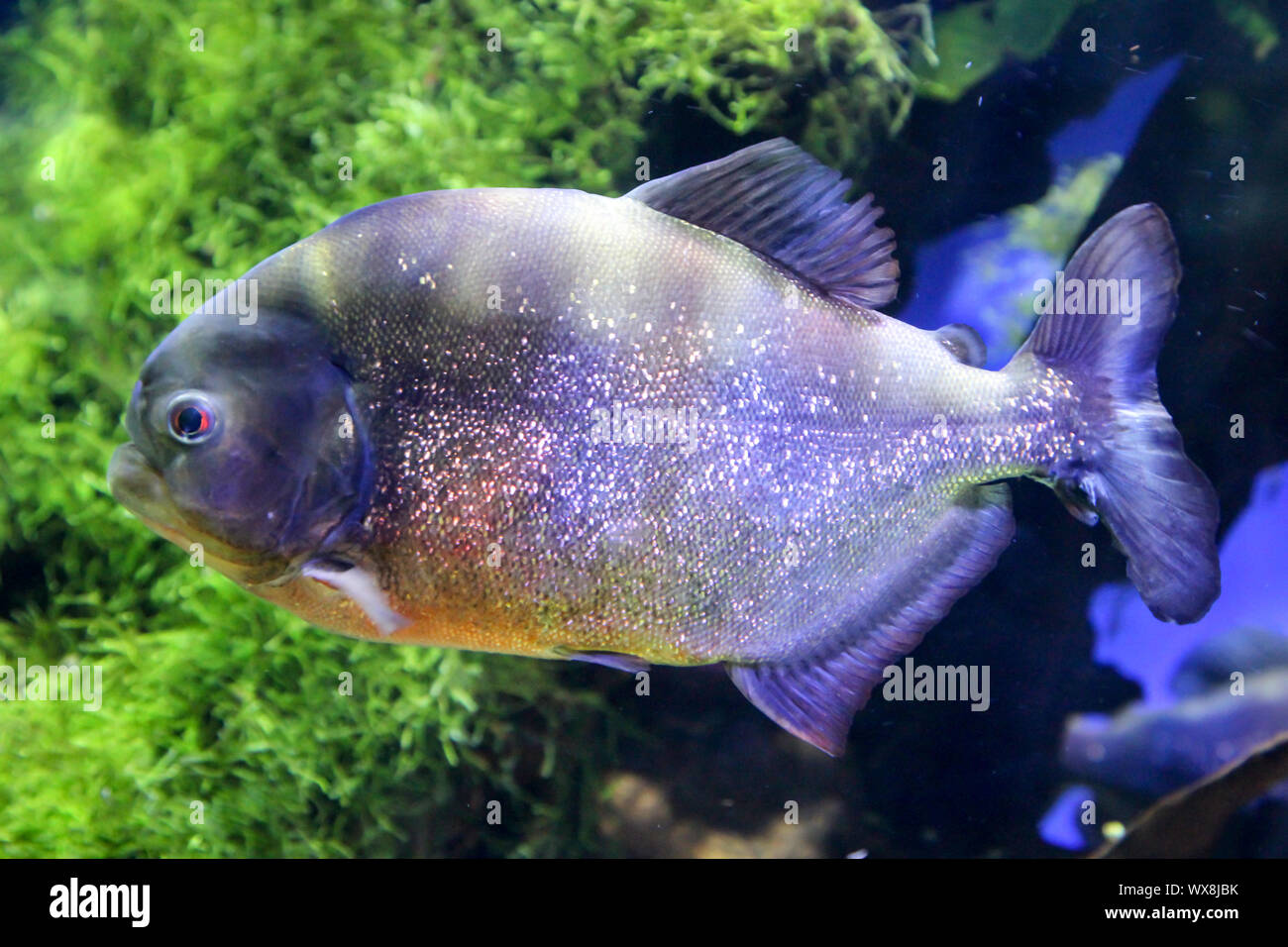 Piranha Stock Photo