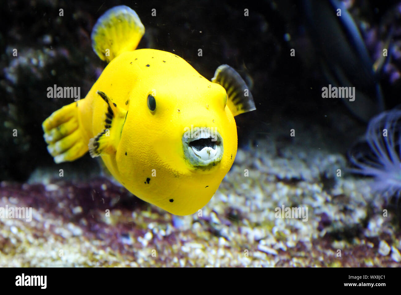 Pufferfish in the reef Stock Photo