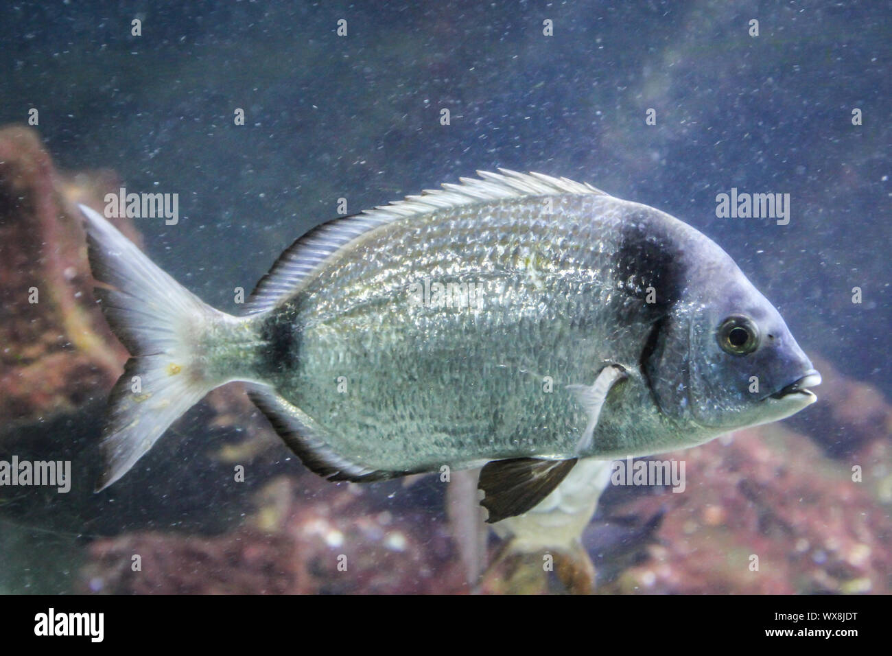 Close up of a fish Stock Photo