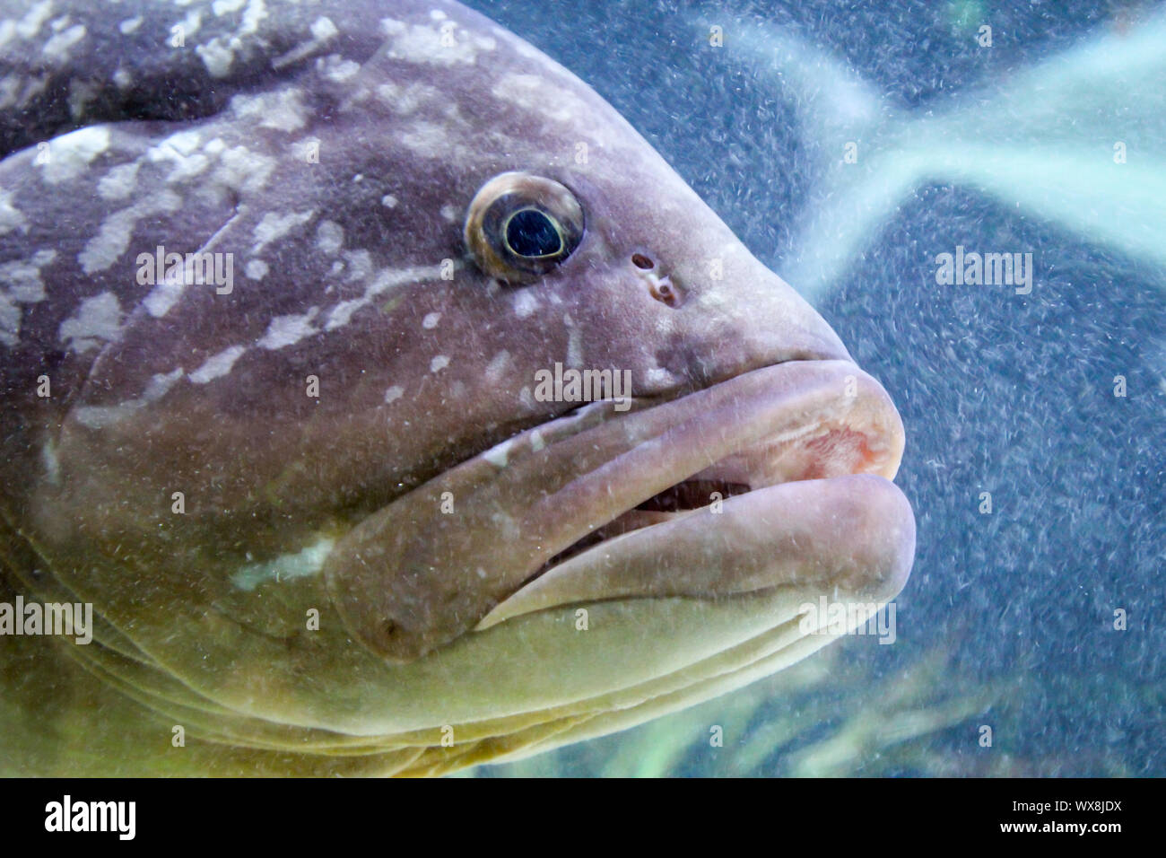 Close up of a fish Stock Photo
