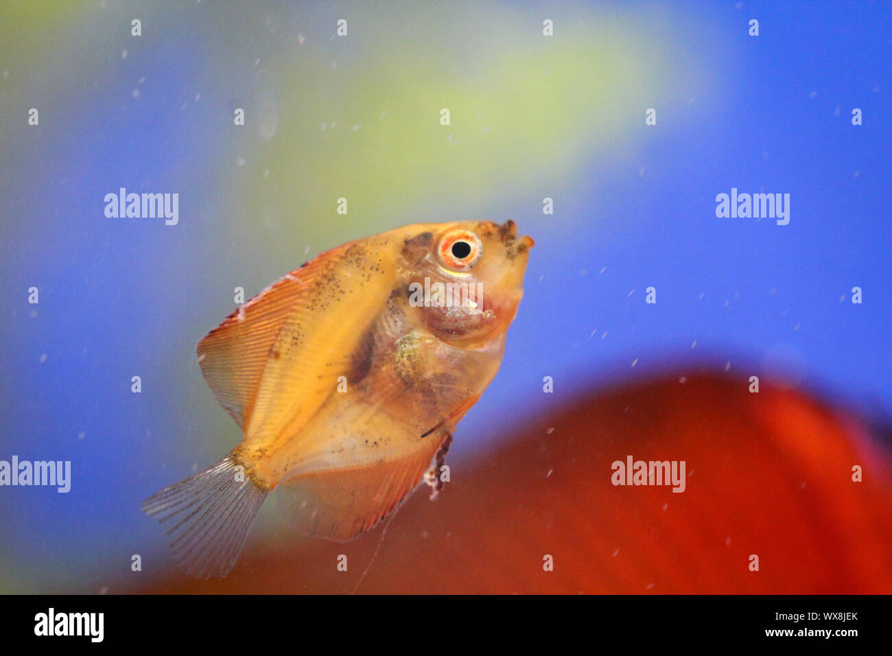 Fresh Baby Discus Portrait of a discus fish baby Stock Photo - Alamy