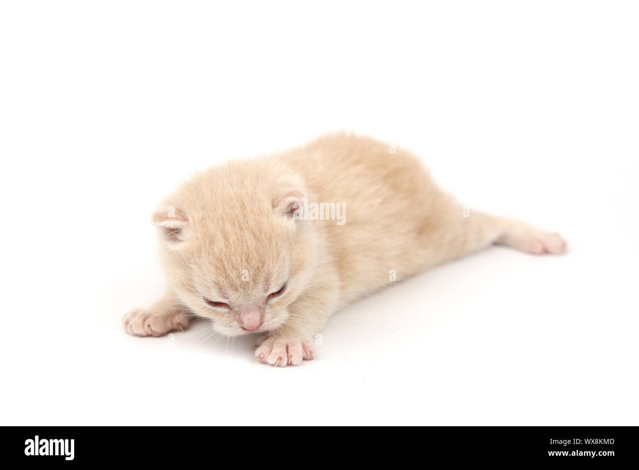 cat isolated on white background Stock Photo - Alamy