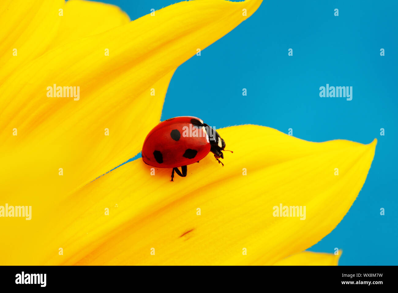 Ladybug On Sunflower Blue Background Stock Photo - Alamy